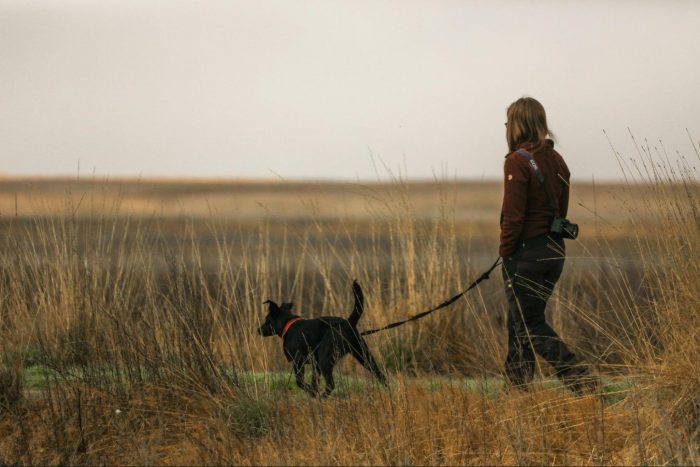 A woman walks her dog through a grassy field under a clear blue sky.